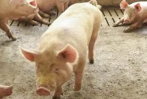 豬不吃食是什么病，需要及時(shí)給豬通便