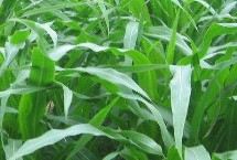 綠育9968玉米栽培技術(shù)要點，中等肥力以上地塊栽培