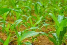GK9988玉米栽培技術(shù)要點(diǎn)，中抗穗腐病