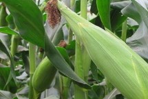 中科玉507玉米栽培技術(shù)要點，4月下旬至5月上旬播種