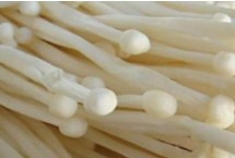 金針菇生長環(huán)境，發(fā)現(xiàn)病菇要立即清除