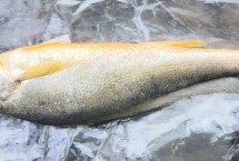 黃魚有活的嗎，黃花魚又叫做黃魚