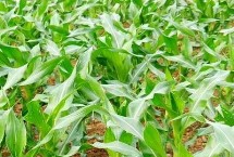 大地863玉米栽培技術(shù)要點，平均生育期126.1天