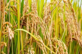 通科68水稻栽培技術(shù)要點(diǎn)，4月中旬播種