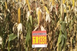 東單1331能不能抗銹病，適合在黑龍江、吉林、遼寧等地種植