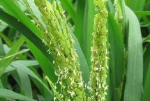 西紫優(yōu)3號(hào)水稻栽培技術(shù)要點(diǎn)，注意防治稻瘟病