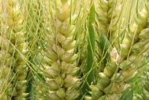 山農(nóng)67小麥栽培技術(shù)要點(diǎn)，適宜播期10月7日～15日