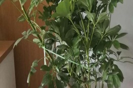 鵝掌木發(fā)黃如何解決，每隔5-10天給植株澆水一次