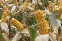 同福9號玉米栽培技術要點，春播平均生育期115.5天