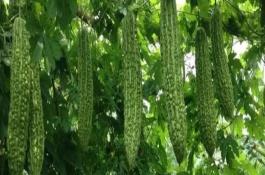種植苦瓜的方法，北方地區(qū)3-4月份可在棚內(nèi)育苗、長江流域在3月份播種