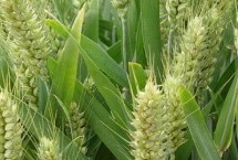 徐麥919小麥栽培技術(shù)要點(diǎn)，適宜播種期10月上中旬