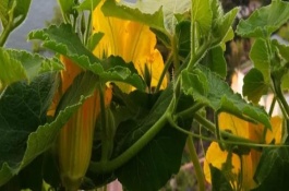 南瓜開(kāi)花結(jié)果期怎么管理，開(kāi)花之后1-2個(gè)月就會(huì)成熟