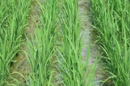 荃優(yōu)712水稻栽培技術(shù)要點(diǎn)，全生育期132.7天