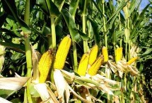 白超甜2號玉米栽培技術要點，白超甜2號玉米品種簡介