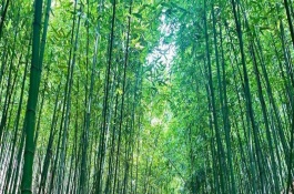 竹子的風(fēng)水禁忌，象征著自強不息精神的人