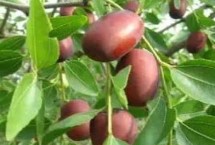油棗的產(chǎn)地，產(chǎn)地為忻州保德