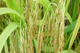 秀水05水稻栽培技術(shù)要點(diǎn)，秀水05水稻種子簡介