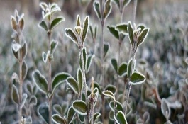 植物防凍劑怎么挑選，晚秋、初冬、春季倒春寒這幾個時期最合適