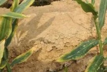 如何預(yù)防農(nóng)作物肥害，包括脫水型肥害、熏傷型肥害、燒種型肥害等類型
