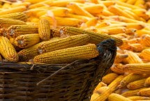 誠玉519玉米栽培技術要點，中抗穗腐病