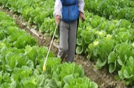 對(duì)蔬菜噴施樂果要過多久才能吃，至少要等待7天左右