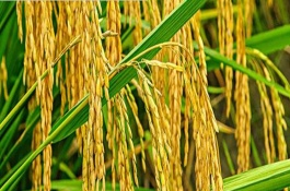 黃廣金占水稻栽培技術(shù)要點(diǎn)，全生育期124.5天