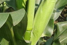 海平605玉米栽培技術(shù)要點(diǎn)，大喇叭口期防治玉米螟