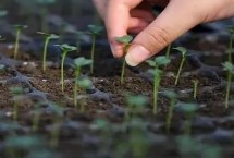 茄果類蔬菜秋冬季節(jié)育苗禁忌，播種后要注意通風(fēng)遮陽