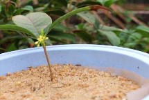 桂花分公母嗎，通常采用播種繁殖、嫁接繁殖、扦插繁殖、壓條繁殖