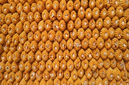 敦玉328玉米栽培技術(shù)要點，平均生育期124.8天