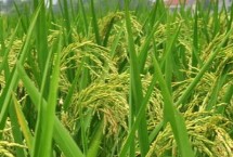 南新優(yōu)698水稻栽培技術(shù)要點，晚造全生育期115～117天
