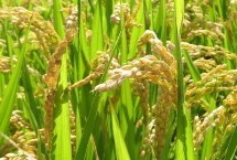 樂(lè)嘉優(yōu)290水稻栽培技術(shù)要點(diǎn)，全生育期138.6天