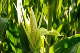 文豐9號玉米品種介紹，平均生育期116天
