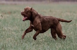 比特犬看家怎么樣，咬合力不同