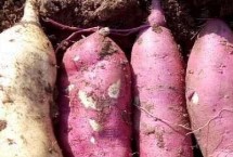 種植紫薯怎么施肥，將種薯排放在苗床上、再覆土施肥并做好管理