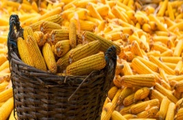 佳昌309玉米栽培技術(shù)要點(diǎn)，中抗彎孢菌葉斑病1-5級(jí)