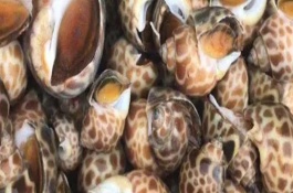 黃螺如何清洗處理，主要產(chǎn)自于東南沿海