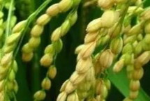 嘉禾優(yōu)7號水稻栽培技術(shù)要點，粳型雜交水稻品種