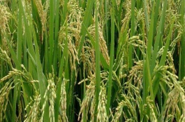 安粳319水稻栽培技術(shù)要點，每畝6-0萬穴