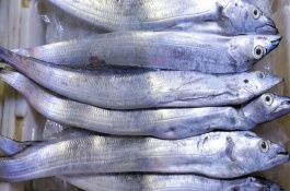 熱帶魚的適宜水溫，養(yǎng)殖的帶魚愛吃動物飼料