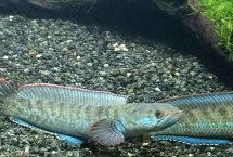 七星魚和黑魚有什么區(qū)別，一般可存活10-15年