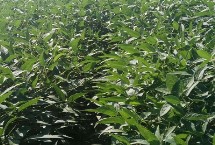 龍達(dá)167大豆栽培技術(shù)要點(diǎn)，結(jié)莢鼓粒期防治食心蟲(chóng)