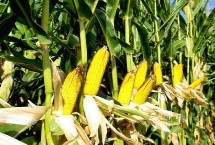 銀玉439玉米栽培技術(shù)要點(diǎn)，每畝適宜種植密度5500株
