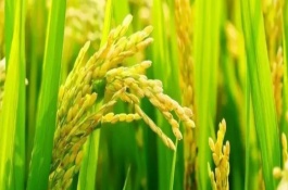 慶林518水稻栽培技術(shù)要點，生育期間注意及時防治稻瘟病