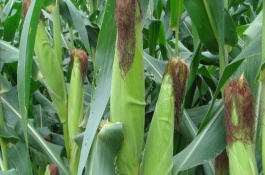 隆禧109玉米栽培技術(shù)要點(diǎn)，中上等肥力地塊種植