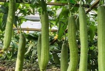 絲瓜的生長條件，要先對種子進(jìn)行浸泡催芽
