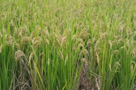 株兩優(yōu)2013水稻栽培技術(shù)要點，全生育期110.5天