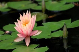 睡蓮和荷花的區(qū)別是什么，葉子、花朵和屬性均不同