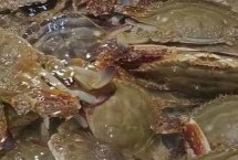 梭子蟹死了能吃了嗎，可以看腿腳的狀態(tài)和透光面積