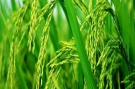 鄂香2號(hào)水稻栽培技術(shù)要點(diǎn)，全生育期120.6天